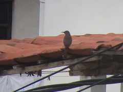 Toxostoma curvirostre