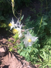 Aquilegia coerulea