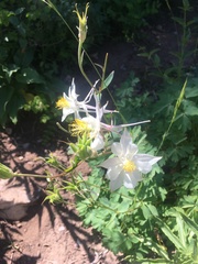 Aquilegia coerulea