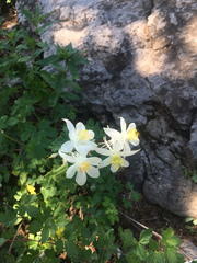 Aquilegia coerulea