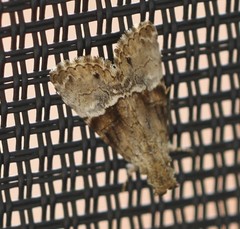 Alophosoma emmelopis