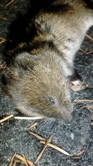 Microtus canicaudus