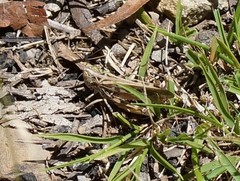 Austroicetes