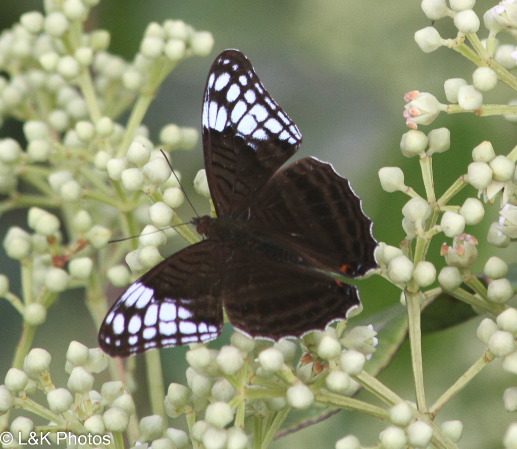 Adelpha demialba