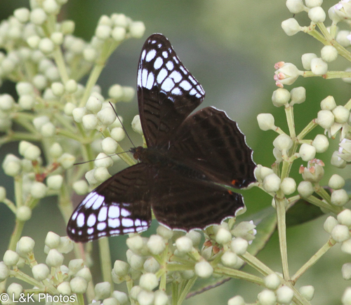 Adelpha demialba
