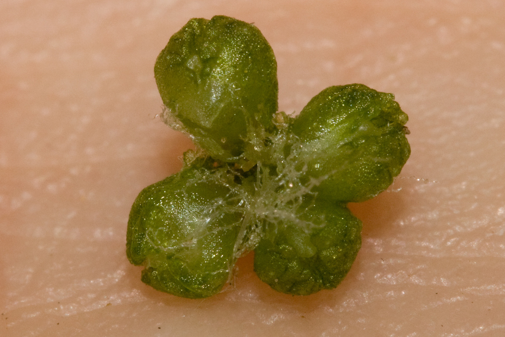 Sistema Radicular
