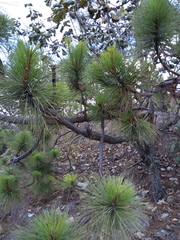 Pinus