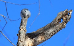 Sitta europaea albifrons
