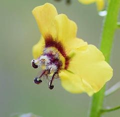 Verbascum xanthophoeniceum
