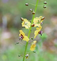Verbascum xanthophoeniceum