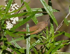 Goniaea australasiae