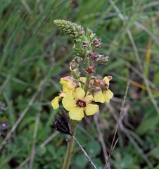 Verbascum xanthophoeniceum