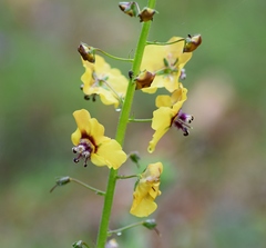 Verbascum xanthophoeniceum
