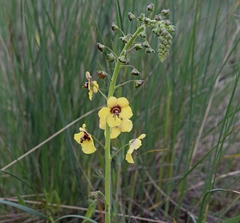 Verbascum xanthophoeniceum