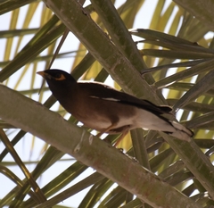 Acridotheres tristis