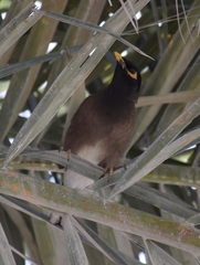 Acridotheres tristis