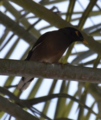 Acridotheres tristis
