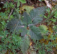 Verbascum xanthophoeniceum