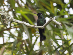 Heliodoxa leadbeateri