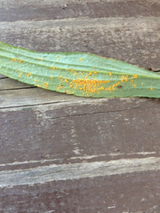 Coleosporium