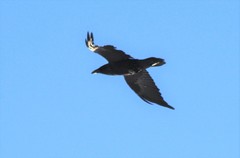 Corvus corax kamtschaticus