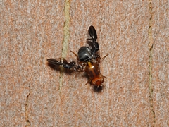 Acanthonevroides basalis