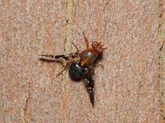 Acanthonevroides basalis