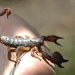 Israeli Gold Scorpion - Photo (c) Eran Finkle, some rights reserved (CC BY)
