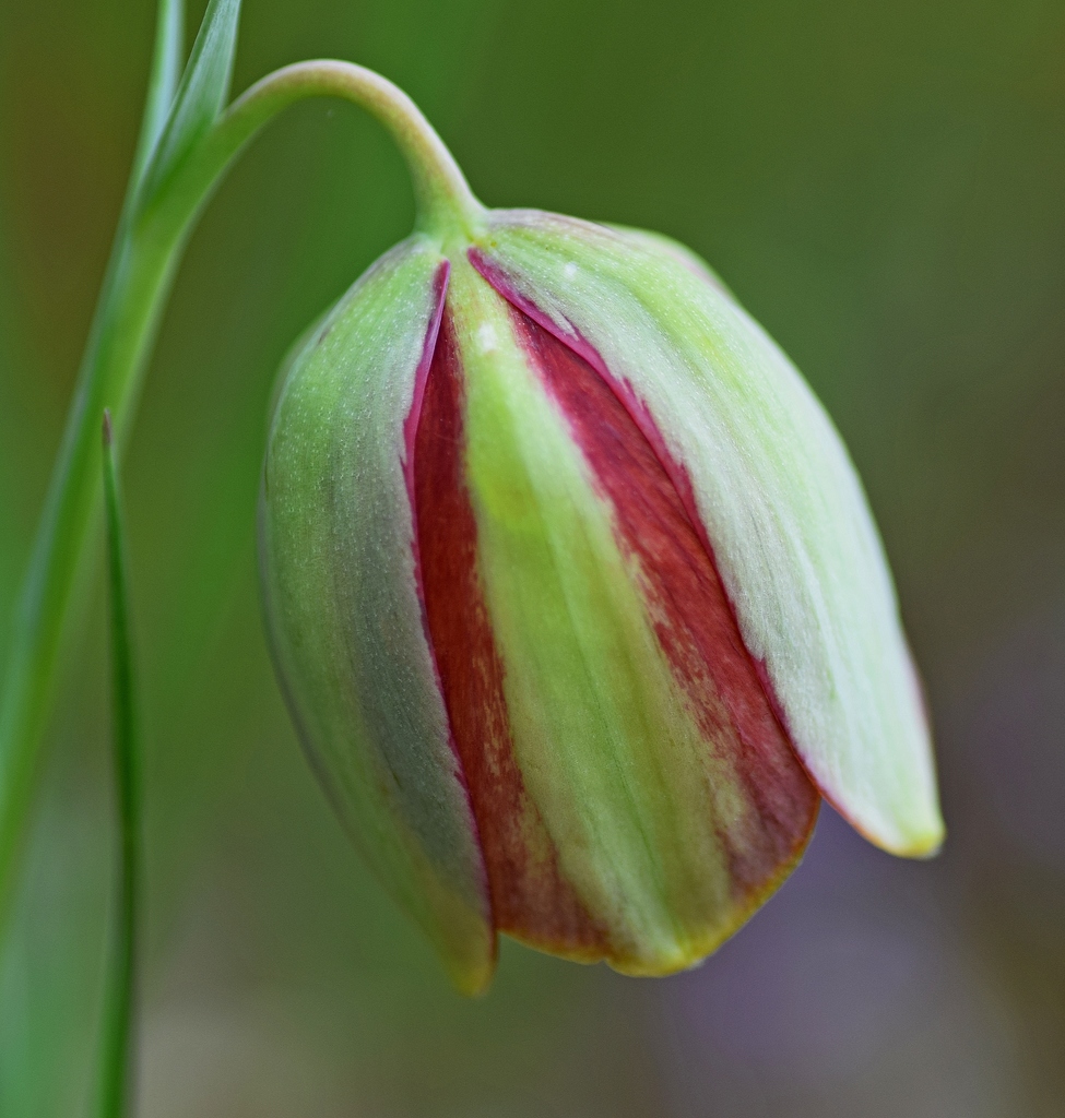 Fritillaria gussichiae