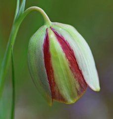 Fritillaria gussichiae
