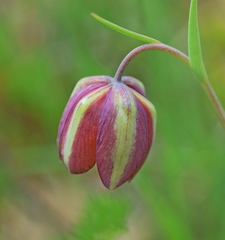 Fritillaria gussichiae