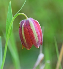 Fritillaria gussichiae