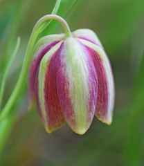 Fritillaria gussichiae
