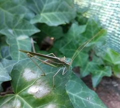 Burgilis curta