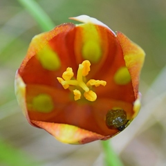 Fritillaria gussichiae