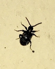 Ptininae