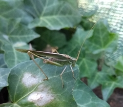 Burgilis curta