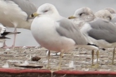 Larus delawarensis