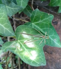 Burgilis curta