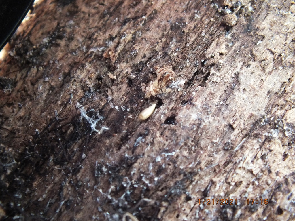 Allograssiella