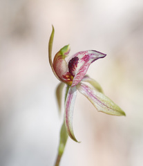 Caladenia tessellata
