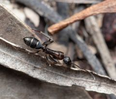 Camponotus lividicoxis