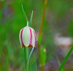 Fritillaria gussichiae