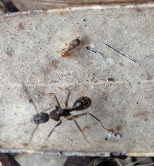 Camponotus lividicoxis