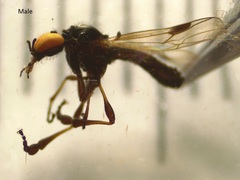 Dilophus segnis