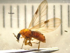 Dilophus segnis