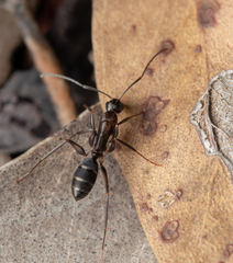 Camponotus lividicoxis