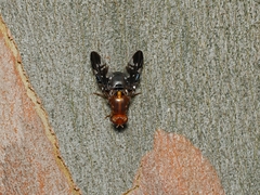 Acanthonevroides basalis