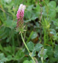 Trifolium incarnatum molinerii