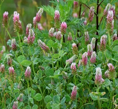 Trifolium incarnatum molinerii